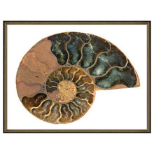Load image into Gallery viewer, Providence Art Group- Glided Shell II Framed Photograph Print

