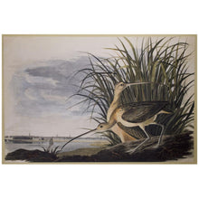 Load image into Gallery viewer, Long Billed Curlew by John James Audubon Painting Print
