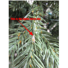 Load image into Gallery viewer, 7.5 Unbranded Christmas Tree-Liquidation Store
