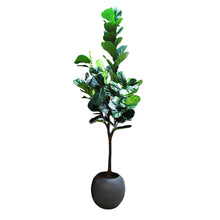 Load image into Gallery viewer, Faux 3.05 m (10 ft.) Fiddle Leaf Fig Tree with Planter
