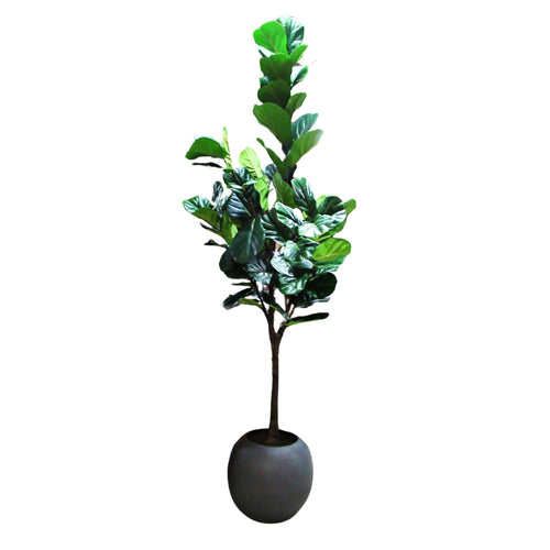 Faux 3.05 m (10 ft.) Fiddle Leaf Fig Tree with Planter