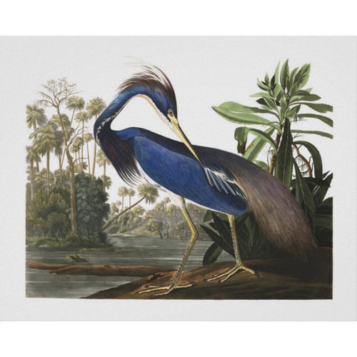 Louisiana Heron Print by John James Audubon