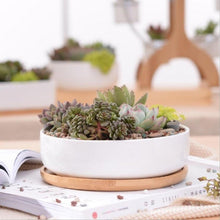 Load image into Gallery viewer, Succulent Planter Ceramic with Bamboo Tray White
