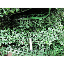 Load image into Gallery viewer, Golden Select Boxwood Artificial Hedge Panel with Lights 4 Pack-Liquidation Store
