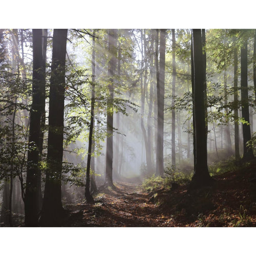 Light in Dense Fall Forest with Fog Photograph Print Canvas 46